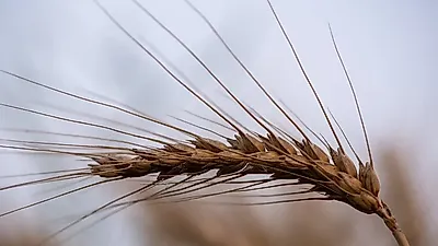 세계 식량가격 136, 석 달째 상승…설탕·곡물 충격의 ‘한국 시차’