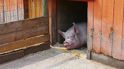 2500만원 씨앗이 극장까지…‘구살돼지’의 8년