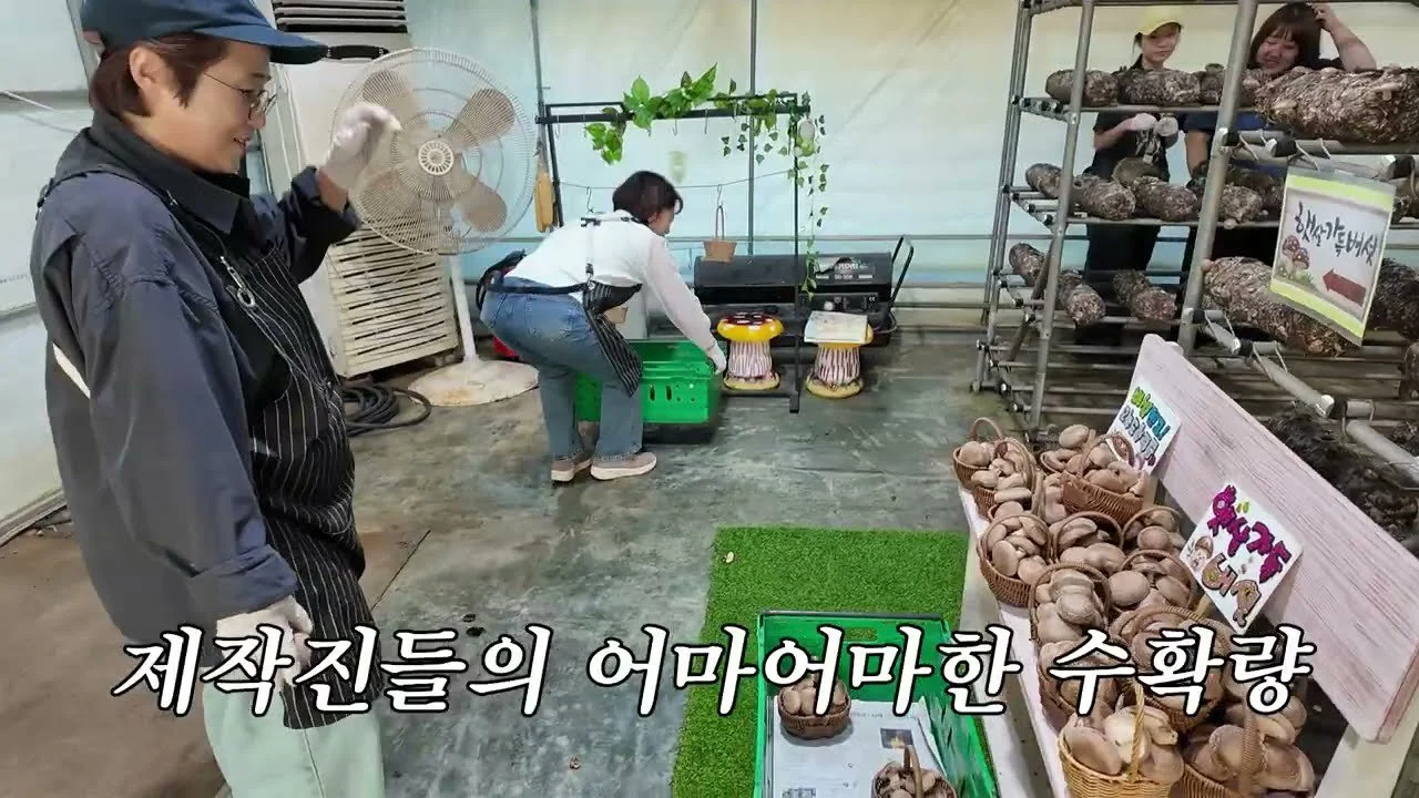 Mushroom harvesting scene
