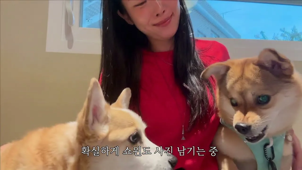 Un viaje al mar de Gangwon Province: alojamiento y paseo por el mercado con perros de compañía