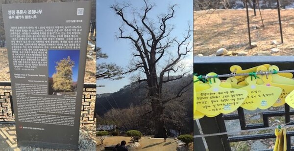 결혼하기 전에 꼭 가야 할 장소 양평 "두물머리" (사진 2)