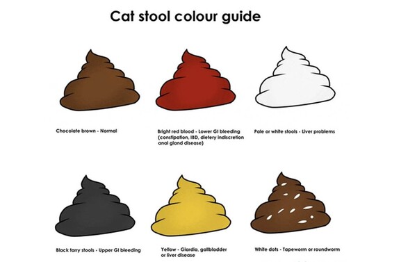 출처=Cat World