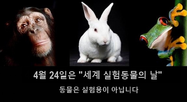 4.24일(토) '세계 실험동물의 날' 동물실험 중단을 촉구하는 (사진 2)
