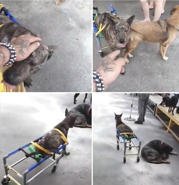 사진출처=YouTube 'Animal Shelter'