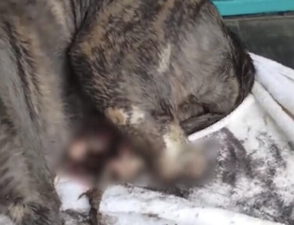 사진출처=YouTube 'Animal Shelter'
