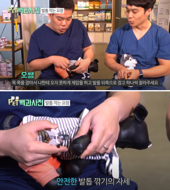 사진출처=YouTube '펫백과사전'