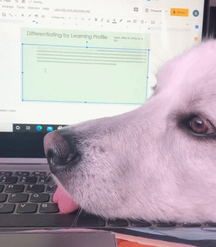 사진출처='@maggie_greatpyrenees' instagram