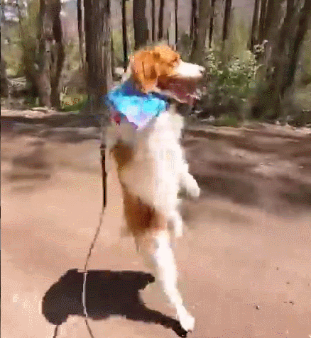 사진출처='@dexterdogouray' instargram