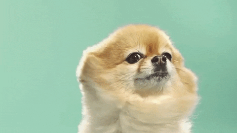 사진출처=Giphy