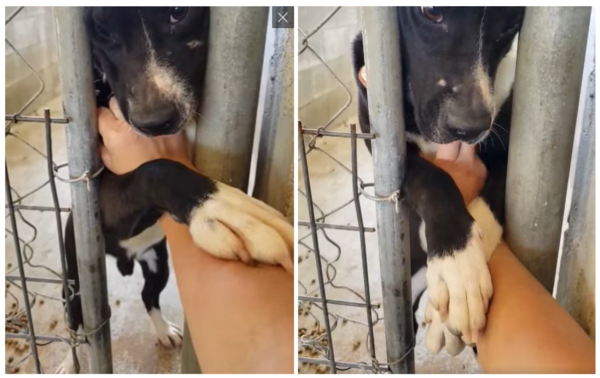 출처='Desiray Miracle-Wilder' 페이스북