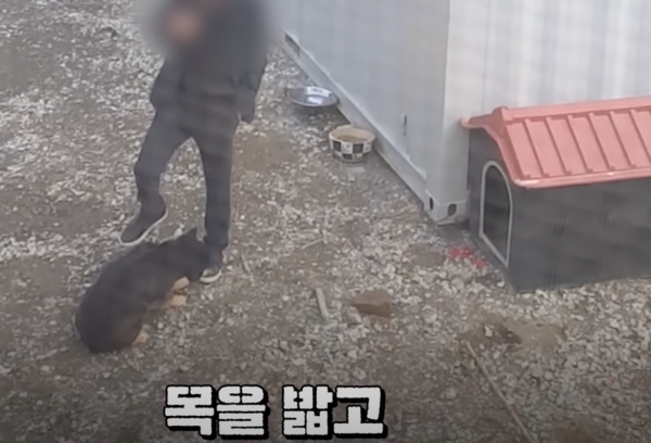 잔혹한 동물 학대 사이다 같은 판사 '판결문' (사진 1)