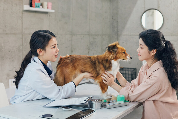 흔히 나타나는 강아지 질병, 미리 예방이 필수 (사진 3)