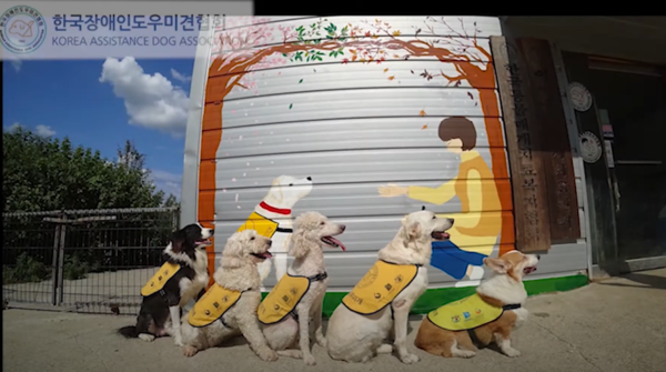(출처=한국장애인도우미견협회 공식 유튜브 채널)