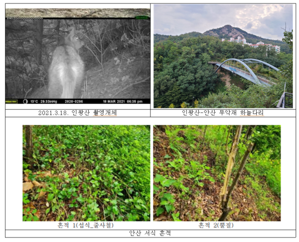 멸종위기 산양 서울에 오다....용마산에 이어 인왕산, 안산에서도 발견 (사진 2)