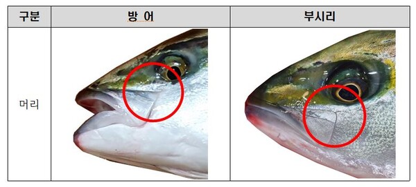 겨울철 별미 방어, 생김새 비슷한 부시리와 구별방법 (사진 2)