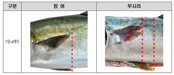 겨울철 별미 방어, 생김새 비슷한 부시리와 구별방법 (사진 3)