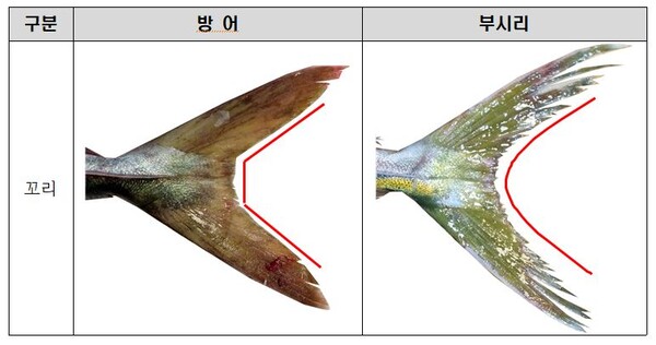 겨울철 별미 방어, 생김새 비슷한 부시리와 구별방법 (사진 4)