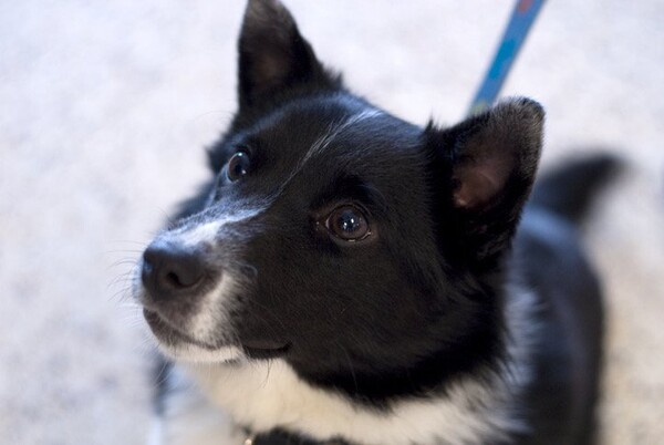 동물병원 방문 시 댕냥이에게 공포심을 유발시키는 행동 (사진 4)