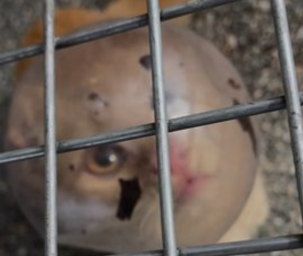 유리볼 머리에 낀 채 휘청거리며 다니던 고양이 결말 (사진 2)