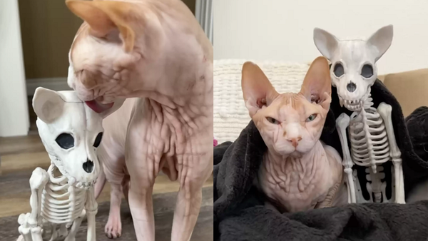 해골 할로윈 장식 만나고 '찐우정' 느낀 고양이 (사진 3)